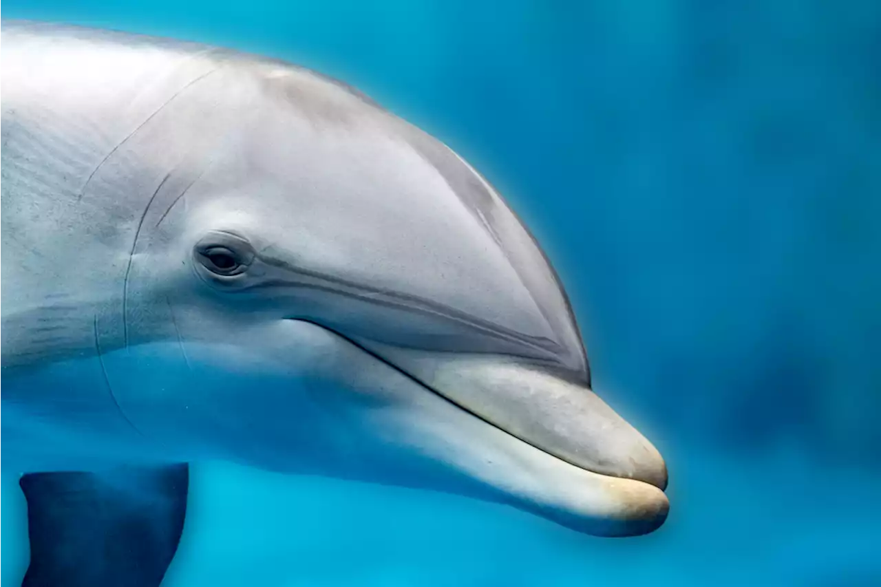 Just How Intelligent Are Dolphins?