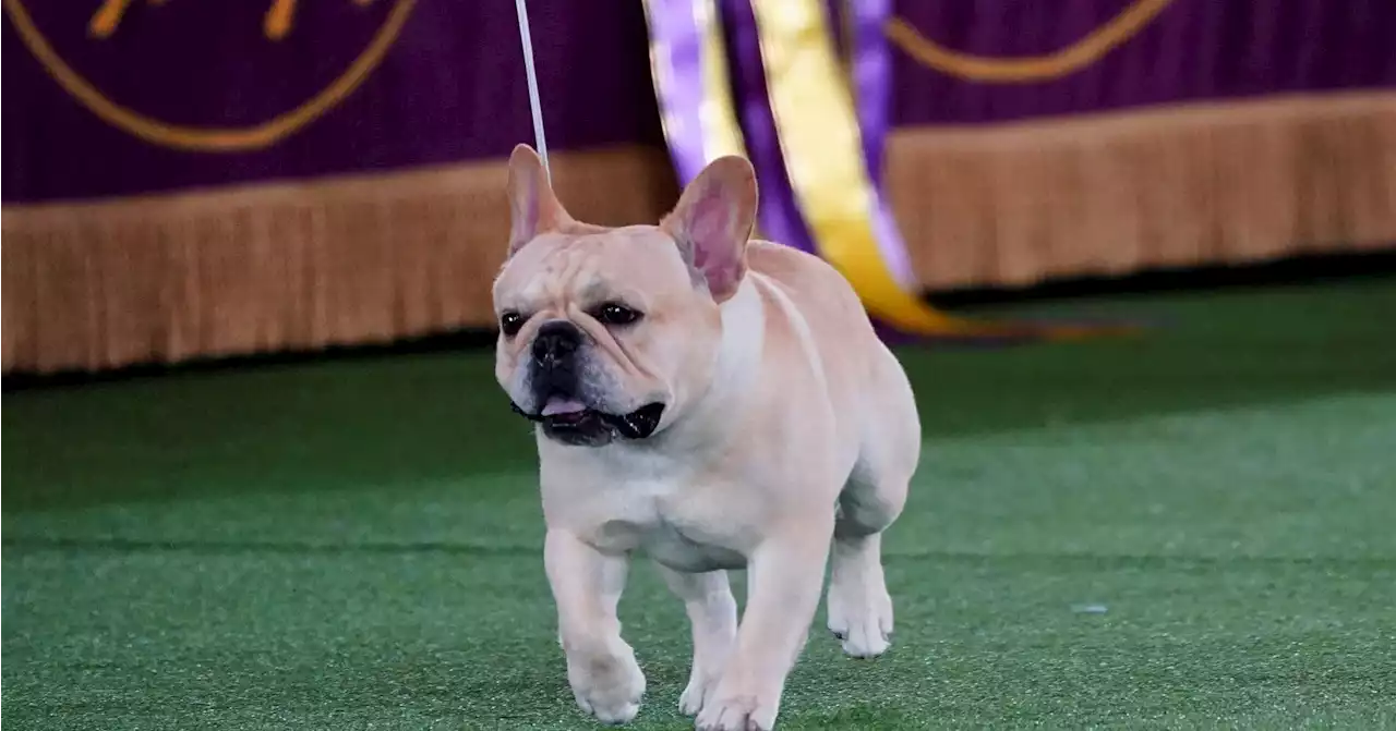 The Frenchie becomes a favorite — and a dog-show contender