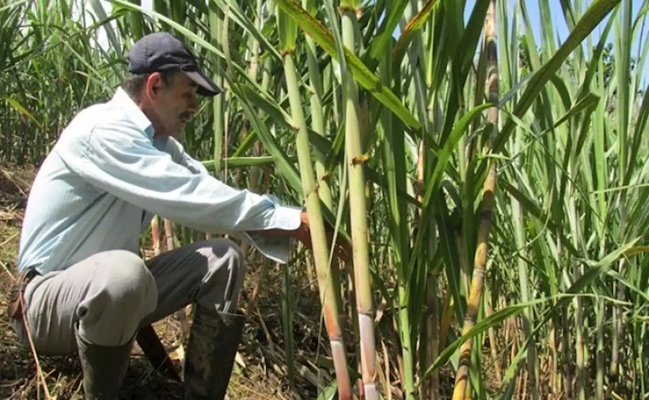 Crece alerta en Valle por ataques a cultivadores de caña