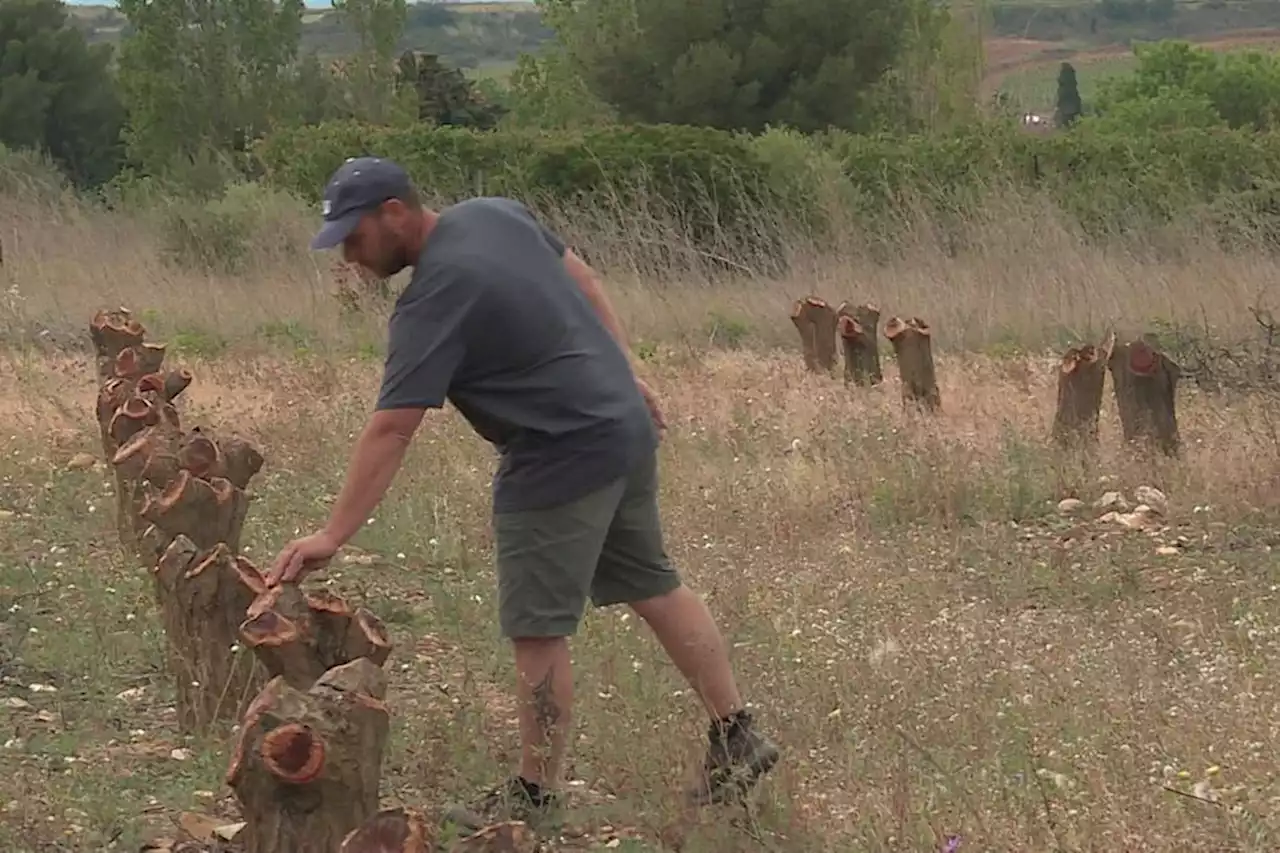 'La récolte est foutue' : la détresse des arboriculteurs des Pyrénées-Orientales face à une sécheresse exceptionnelle