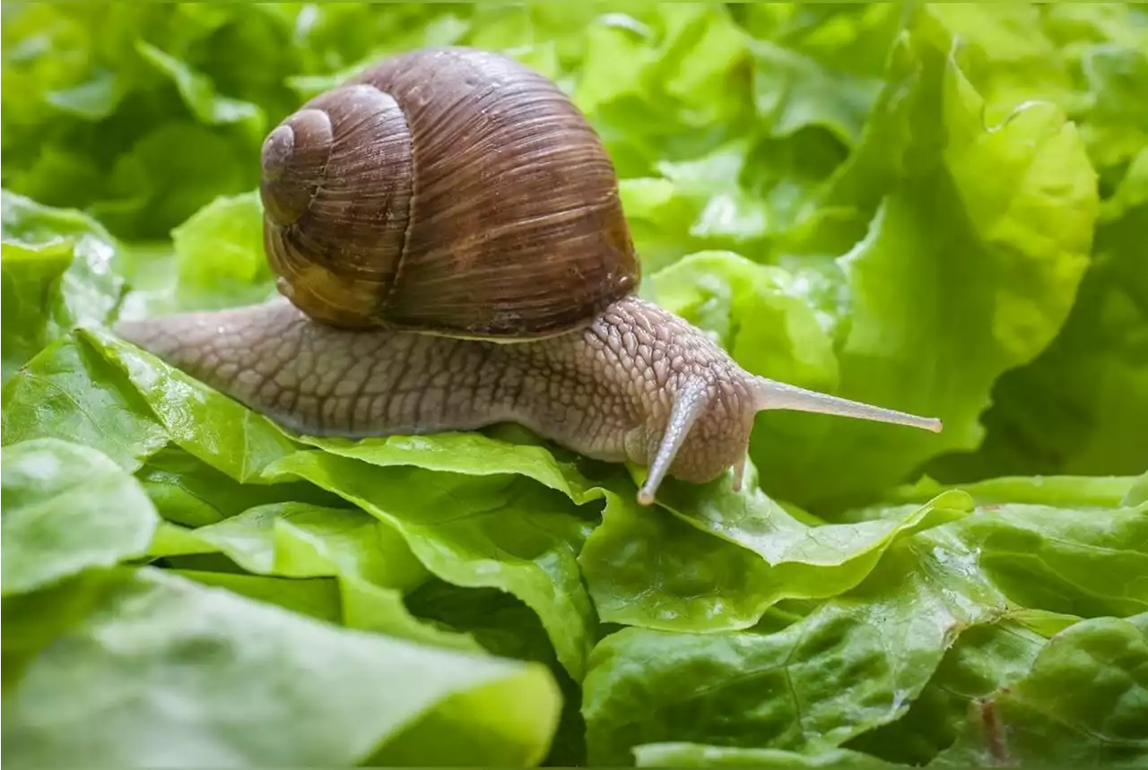 5 astuces naturelles pour éloigner les escargots et les limaces de votre potager