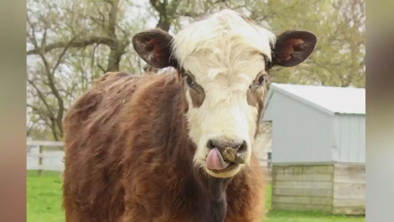 Cow that ran wild in Niles 'senior prank' receives name