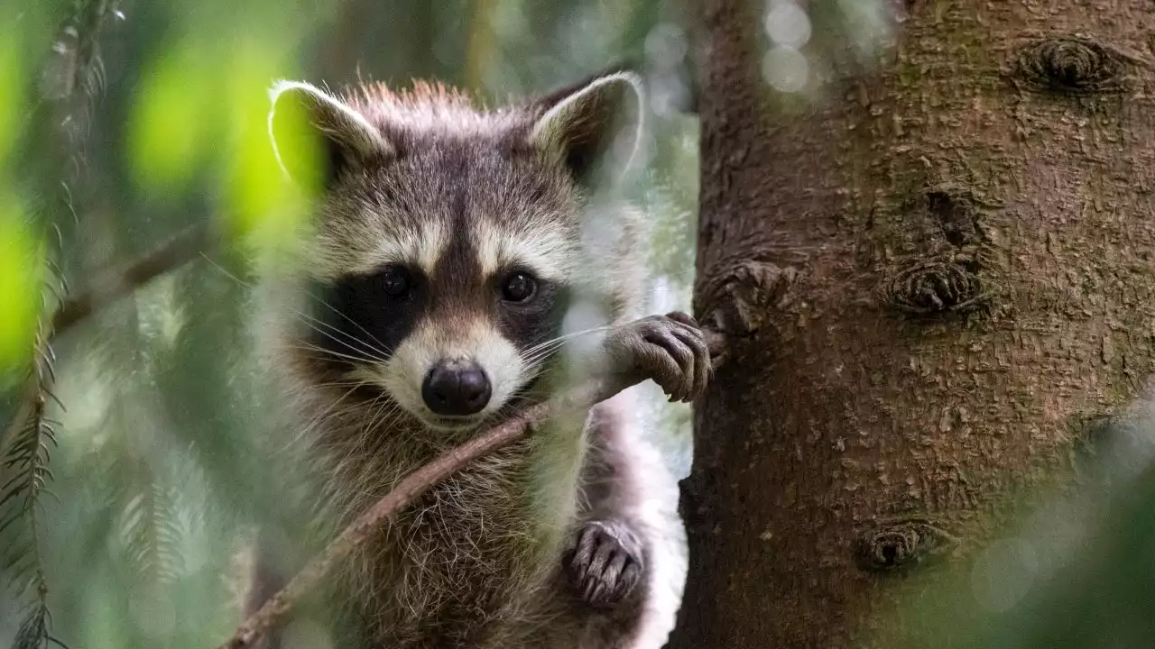 Raccoon falls through classroom ceiling as animals overrun Texas high school