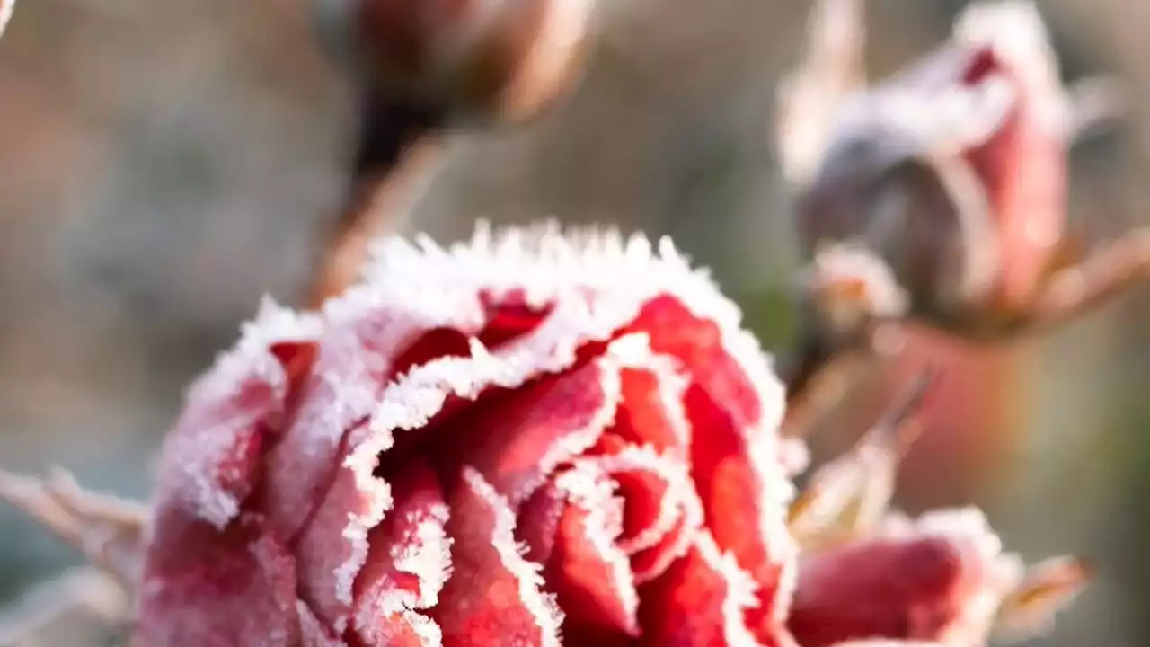 Was bedeutet der Spätfrost für den Garten?