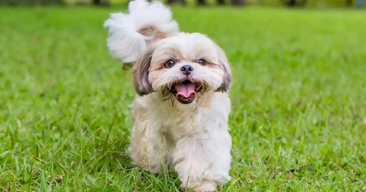 Woman ordered to pay €13,000 over emaciated Shih Tzu dog which suffered ‘prolonged starvation’