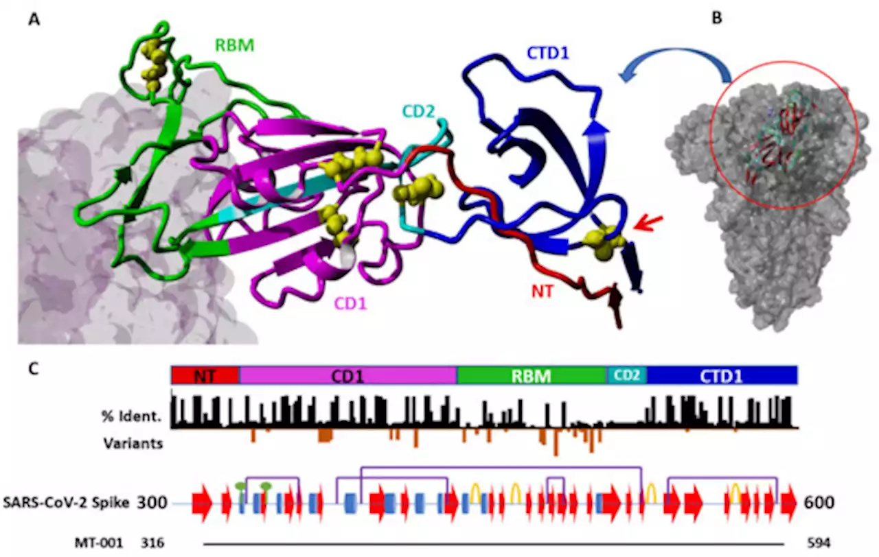 A SARS-CoV-2 Vaccine Designed for Manufacturability Results in Unexpected Potency and Non-Waning Humoral Response