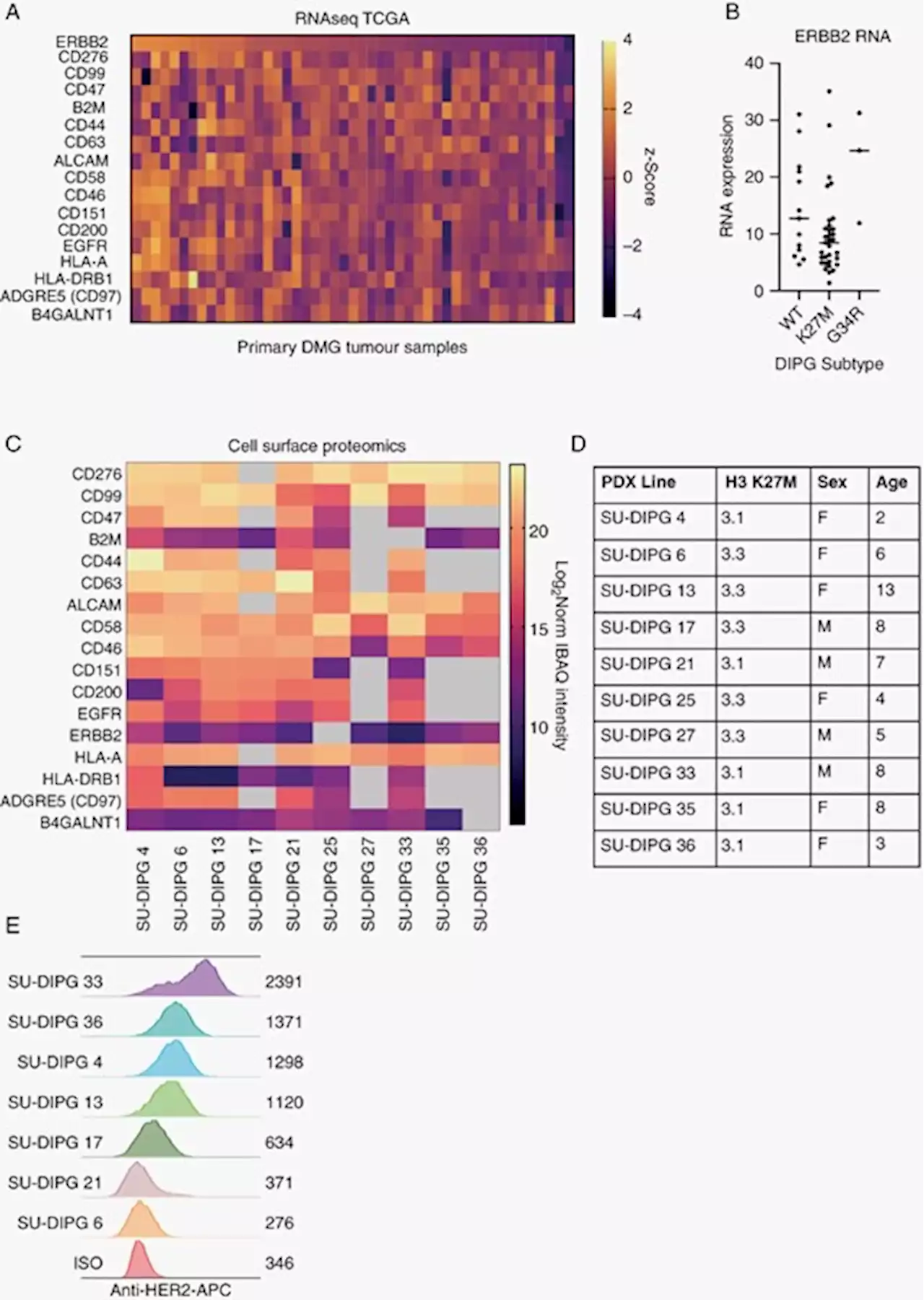 HER2 chimeric antigen receptor T cell immunotherapy is an effective treatment for diffuse intrinsic pontine glioma