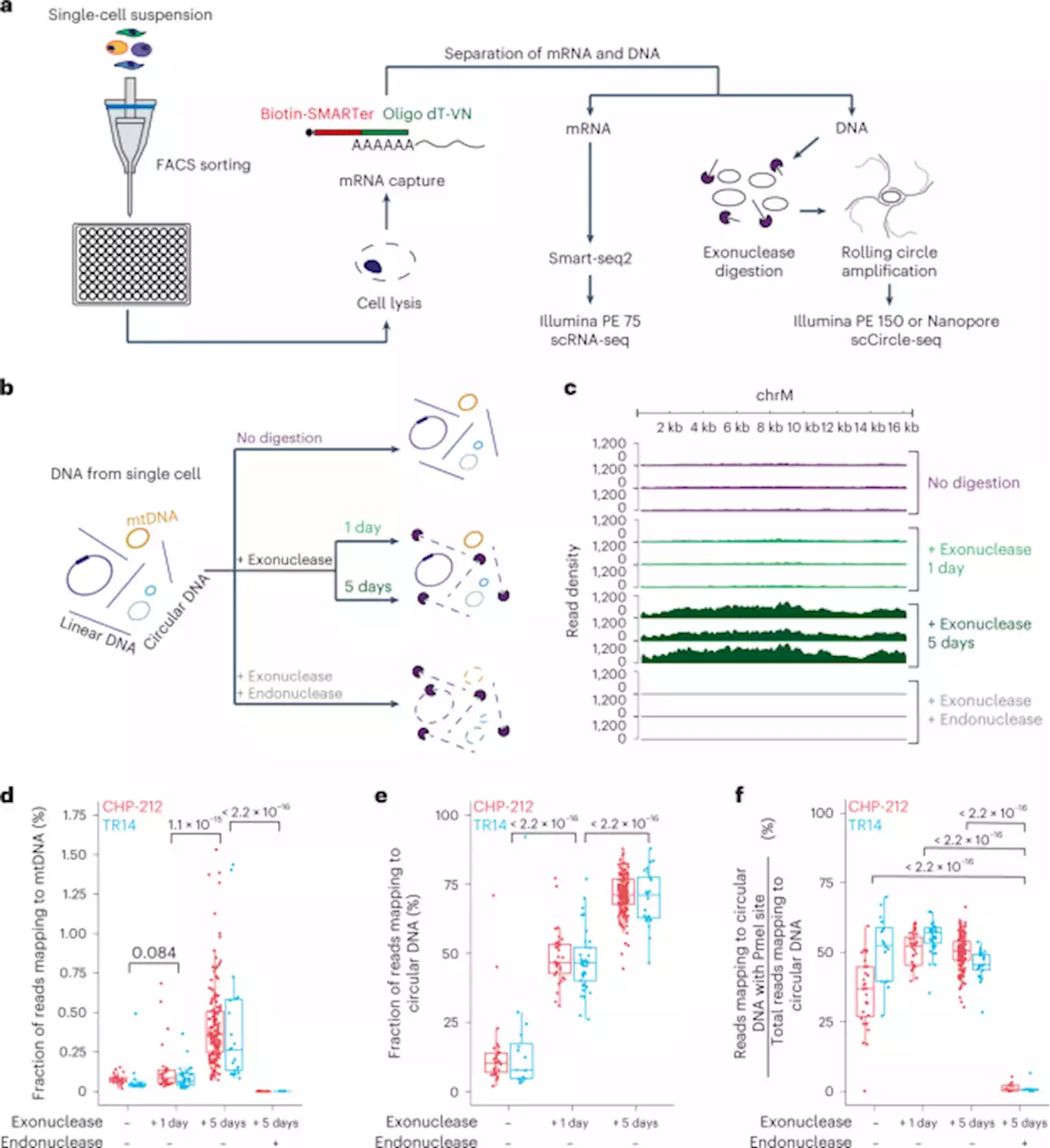 Parallel sequencing of extrachromosomal circular DNAs and transcriptomes in single cancer cells - Nature Genetics