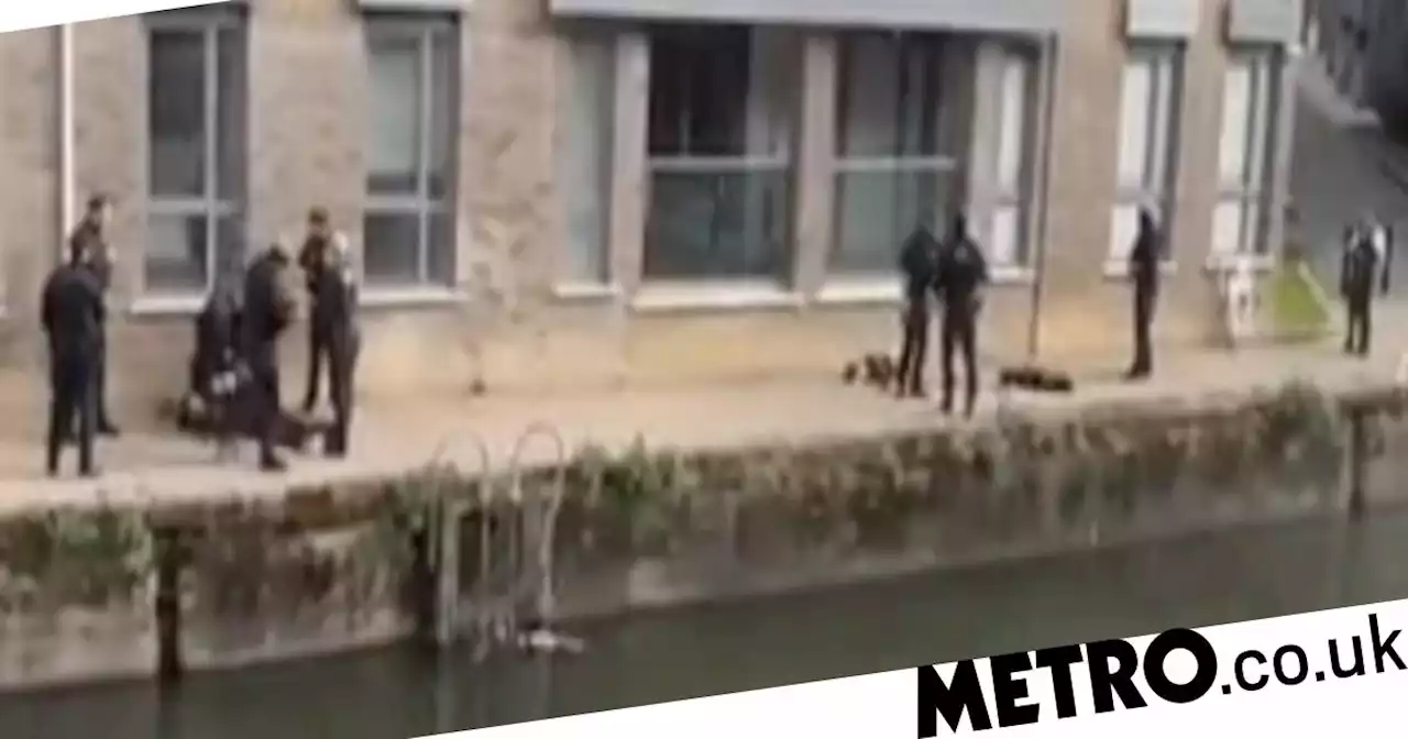 Moment police shoot two dogs dead in London after woman attacked