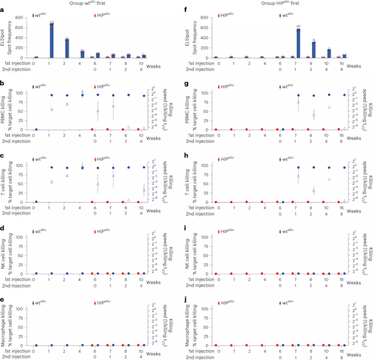 Hypoimmune induced pluripotent stem cells survive long term in fully immunocompetent, allogeneic rhesus macaques - Nature Biotechnology