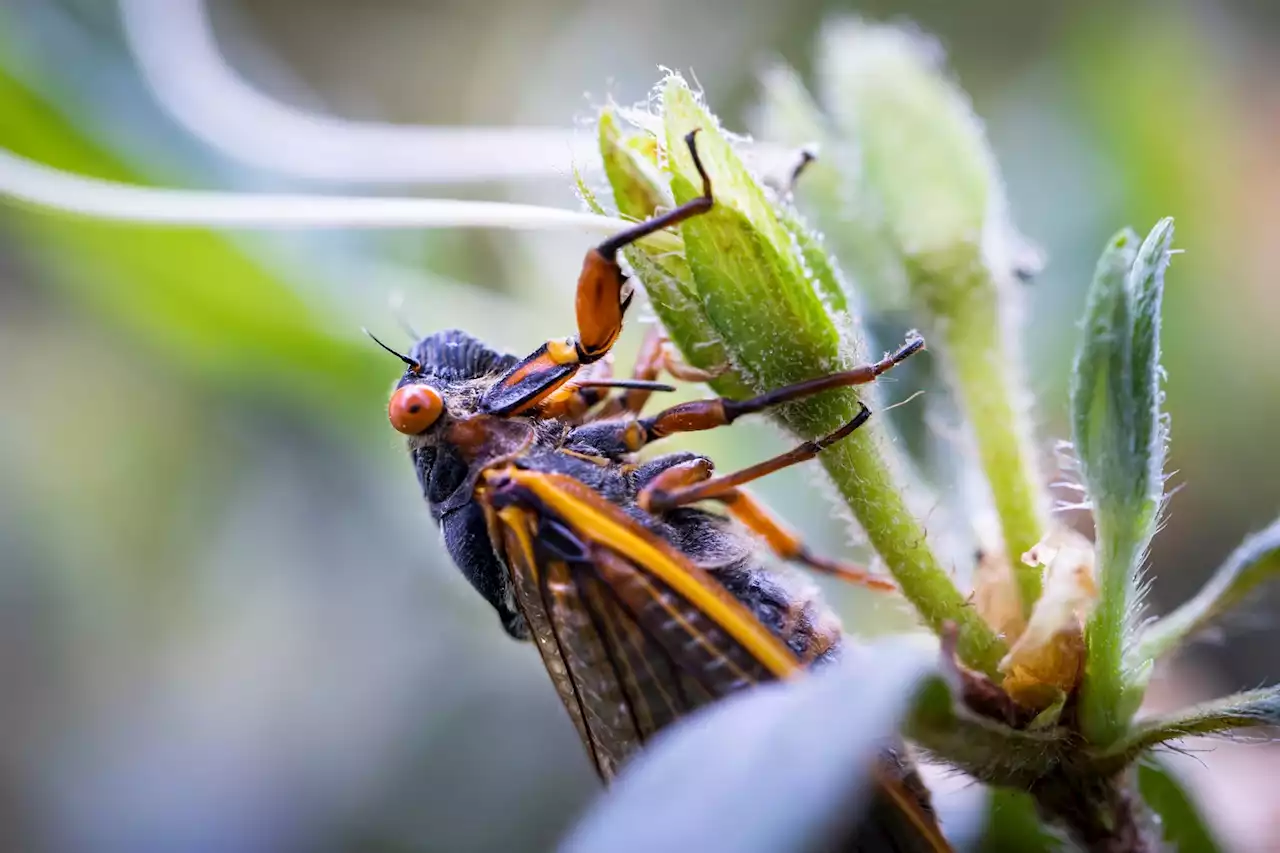 Cicadas Aren't Expected Until Next Year in the Chicago Area, But Some Have Started Surfacing