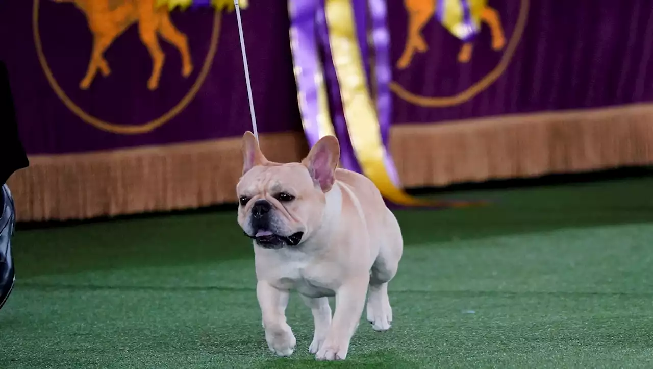 The Frenchie Is America's New Favorite Dog Breed. But Can It Win Best in Show?