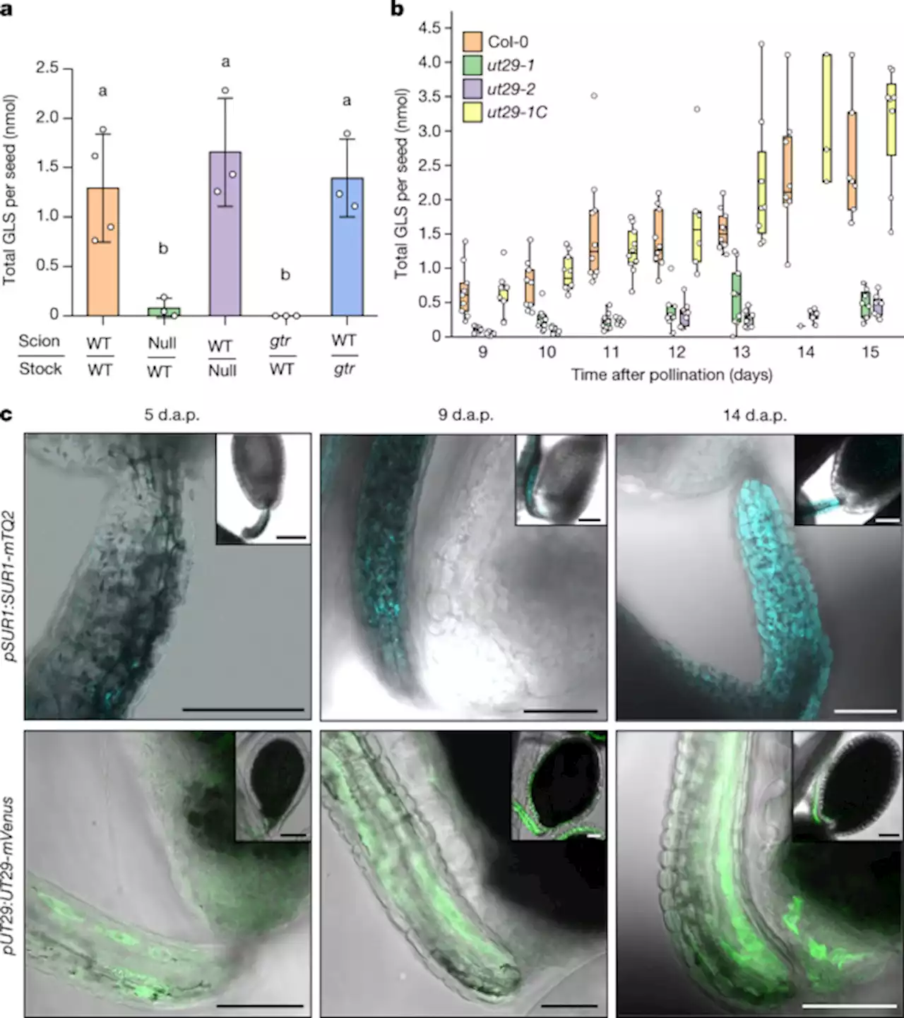 Export of defensive glucosinolates is key for their accumulation in seeds - Nature