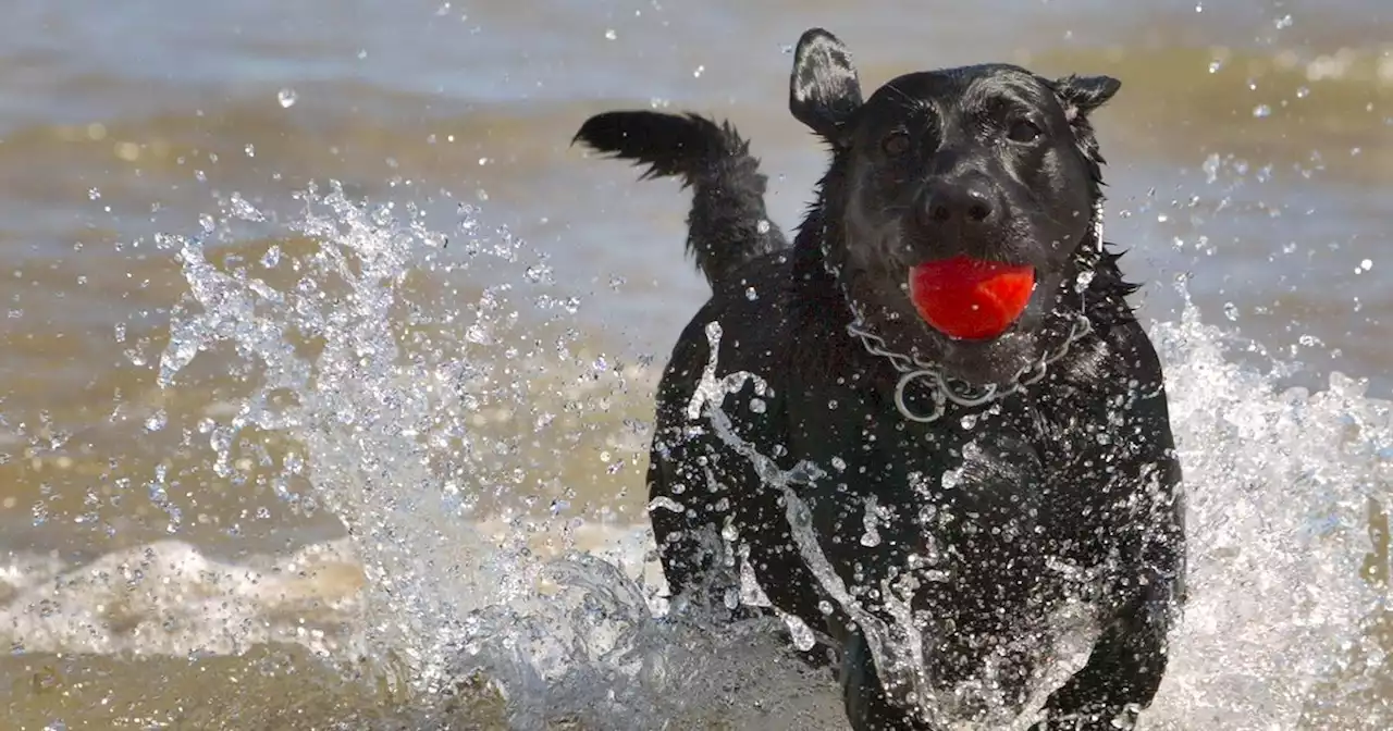 Warning for dog owners as mystery illness leaves dogs sick after going to beach