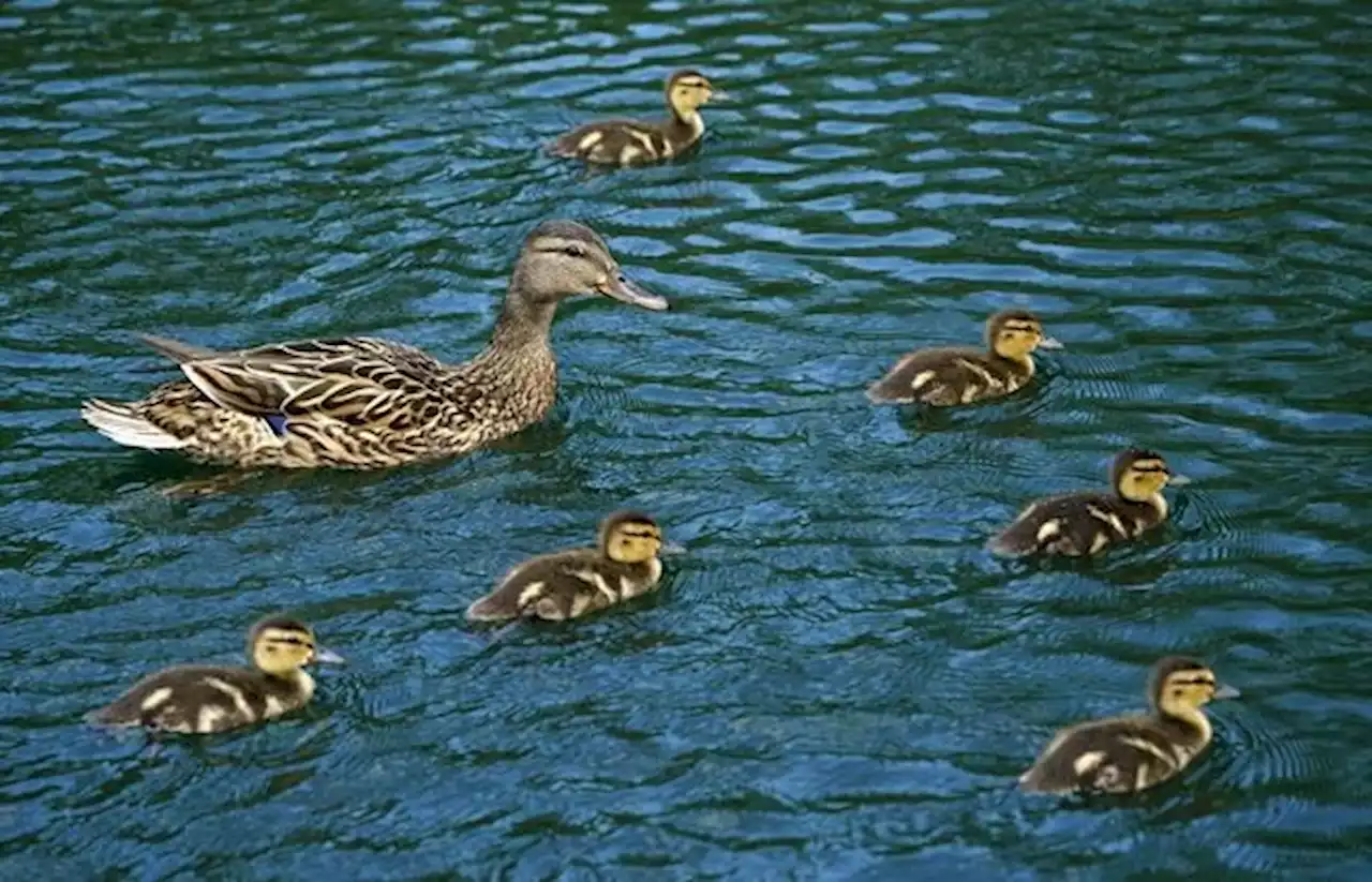 BEYOND LOCAL: Wildlife group shares tips on duckling dilemmas