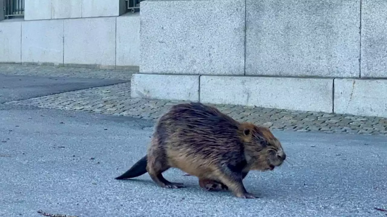 Här spanar bävern in riksdagshuset