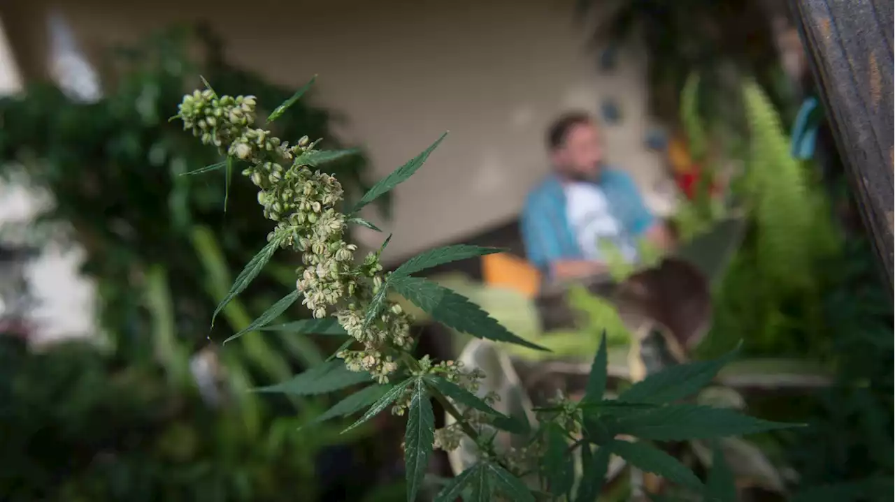 Legalisierung in Deutschland: Strenge Regeln für Cannabis-Clubs geplant