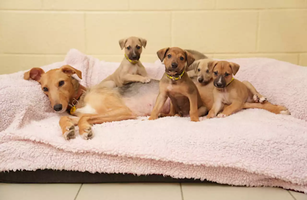 Dogs Trust highlights 'huge rise' in unwanted dogs in Ireland as they save emaciated lurcher