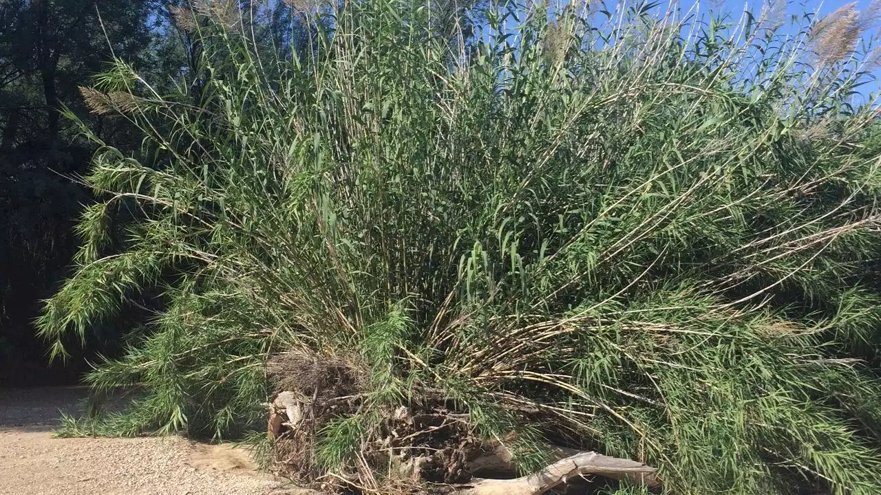 Efforts to remove invasive giant reed in Arizona rivers and lakes continues