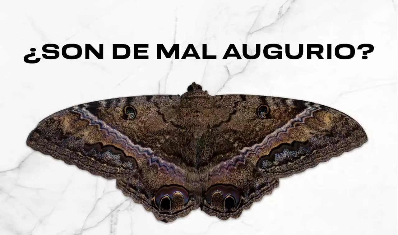 ¿Mariposa de la muerte? - UNAM Global