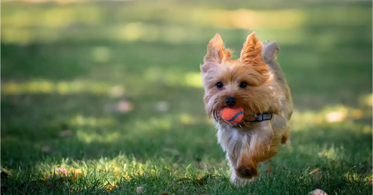 Brain Games: Mental Stimulation Keeps Dogs' Minds Sharp