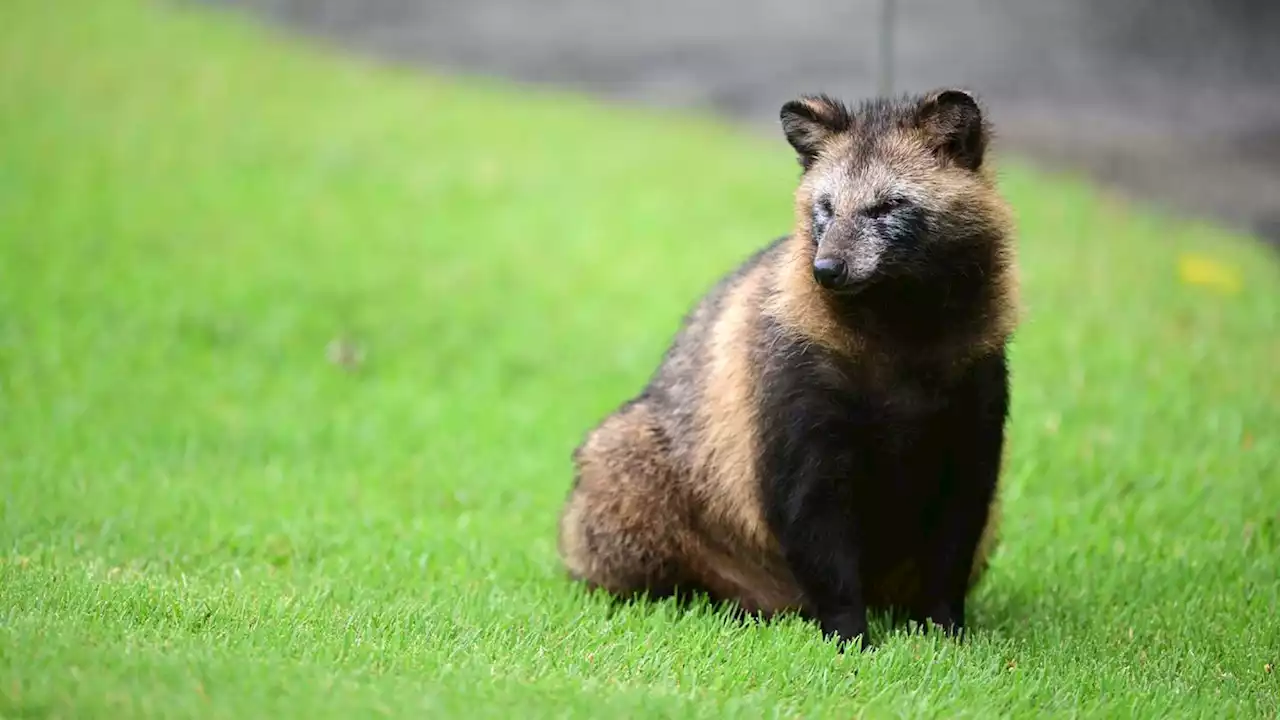 Raccoon dogs did not start COVID-19, new study says