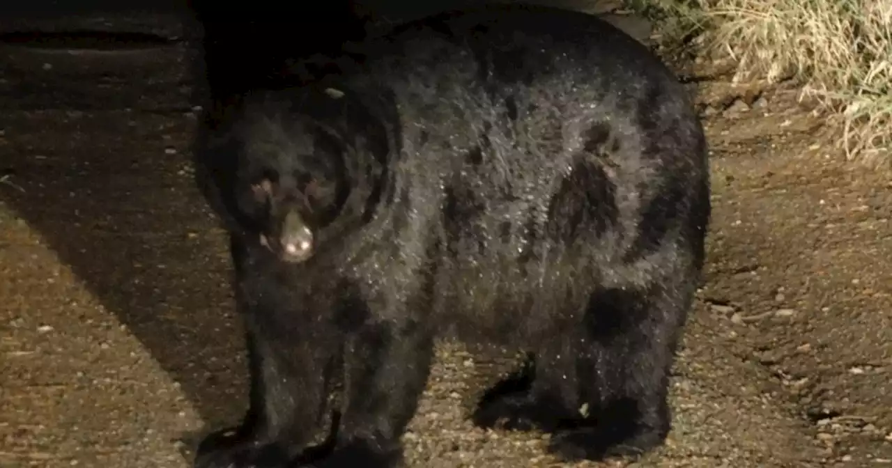 Colorado homeowner cited for feeding wildlife after bear enters home three times