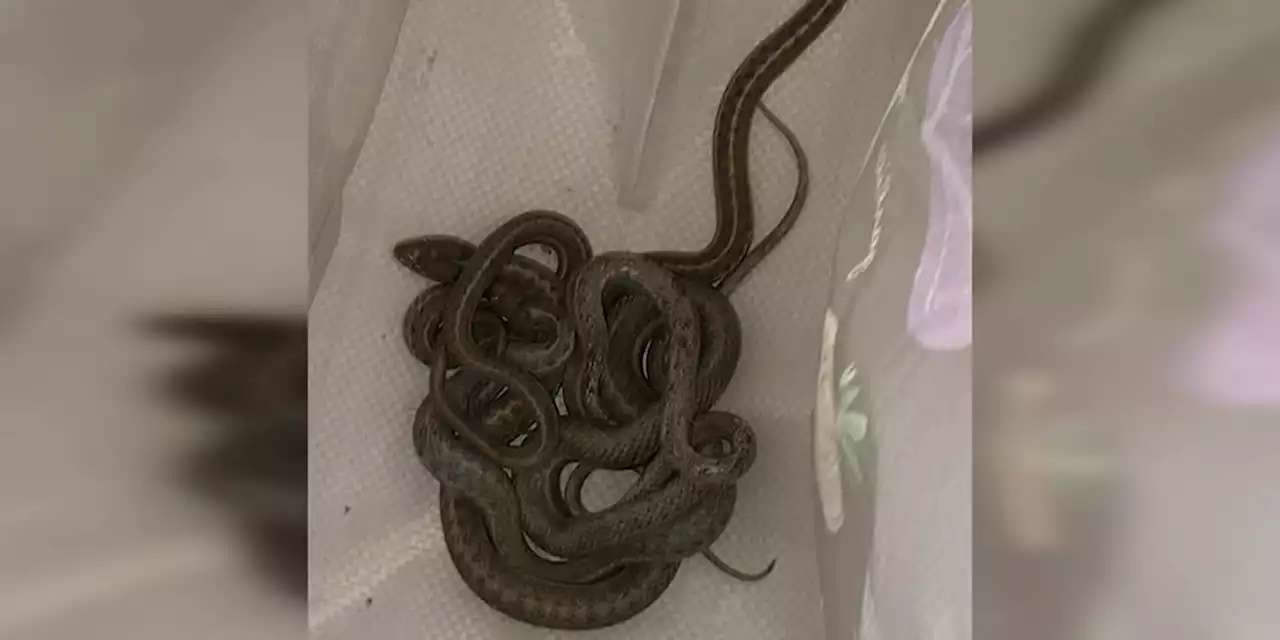 Snakes in the walls: First-time homebuyer discovers snake infestation