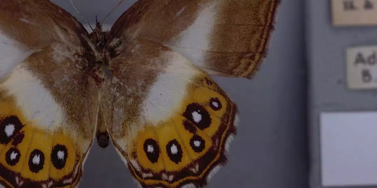 Butterfly Group With Fiery Eyes on Wings Is Named After ‘Lord of the Rings’ Villain