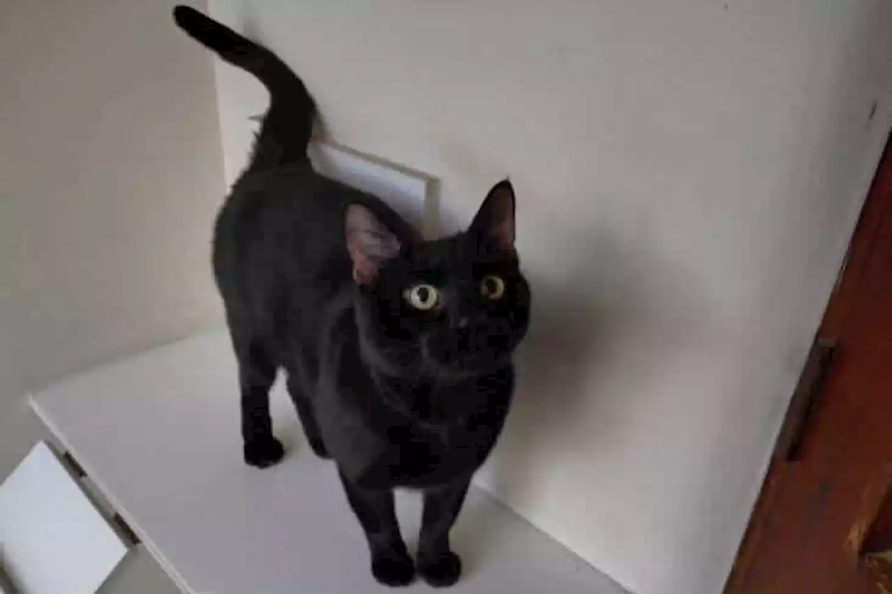 A black cat has been a resident of Yorkshire RSPCA centre for more than 230 days