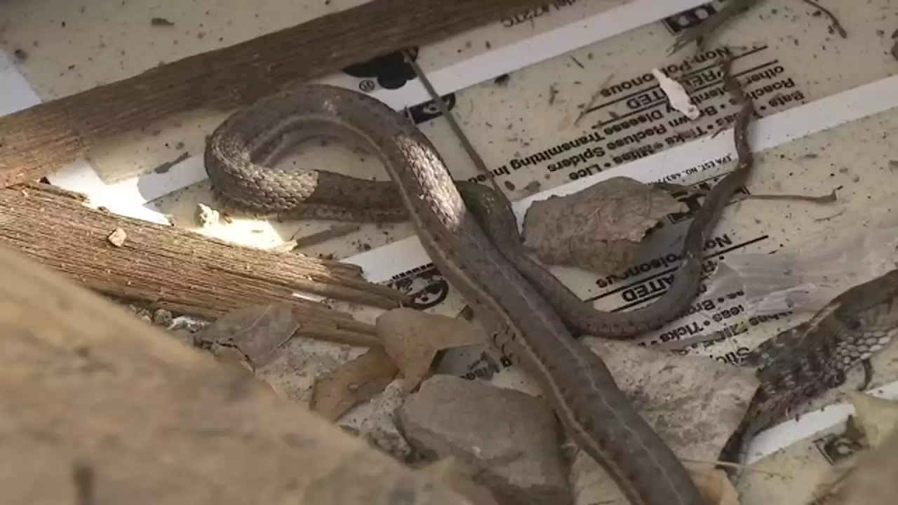 First-time homebuyer finds at least 10 snakes living inside walls of new home