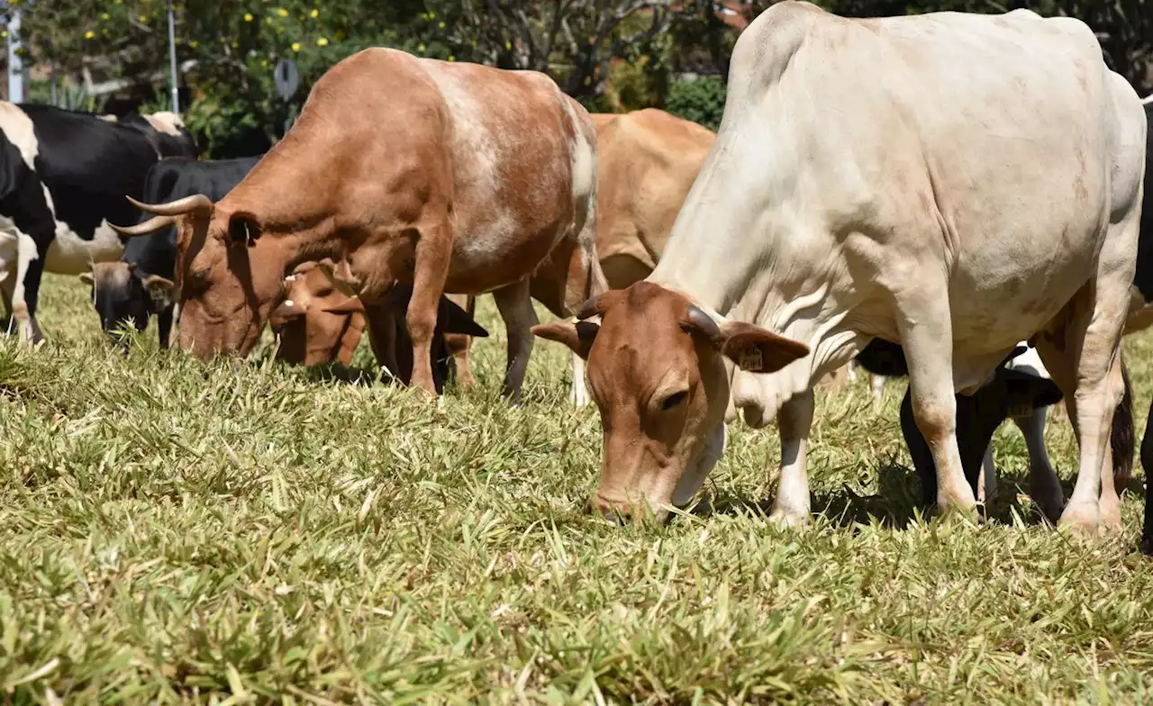 Congo-Kinshasa: Shocking Video Shows Militiamen Shooting at Cattle