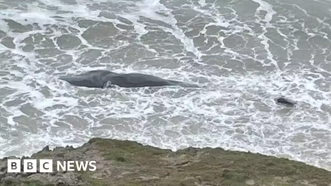 Dead sperm whale found washed up at Porth Neigwl