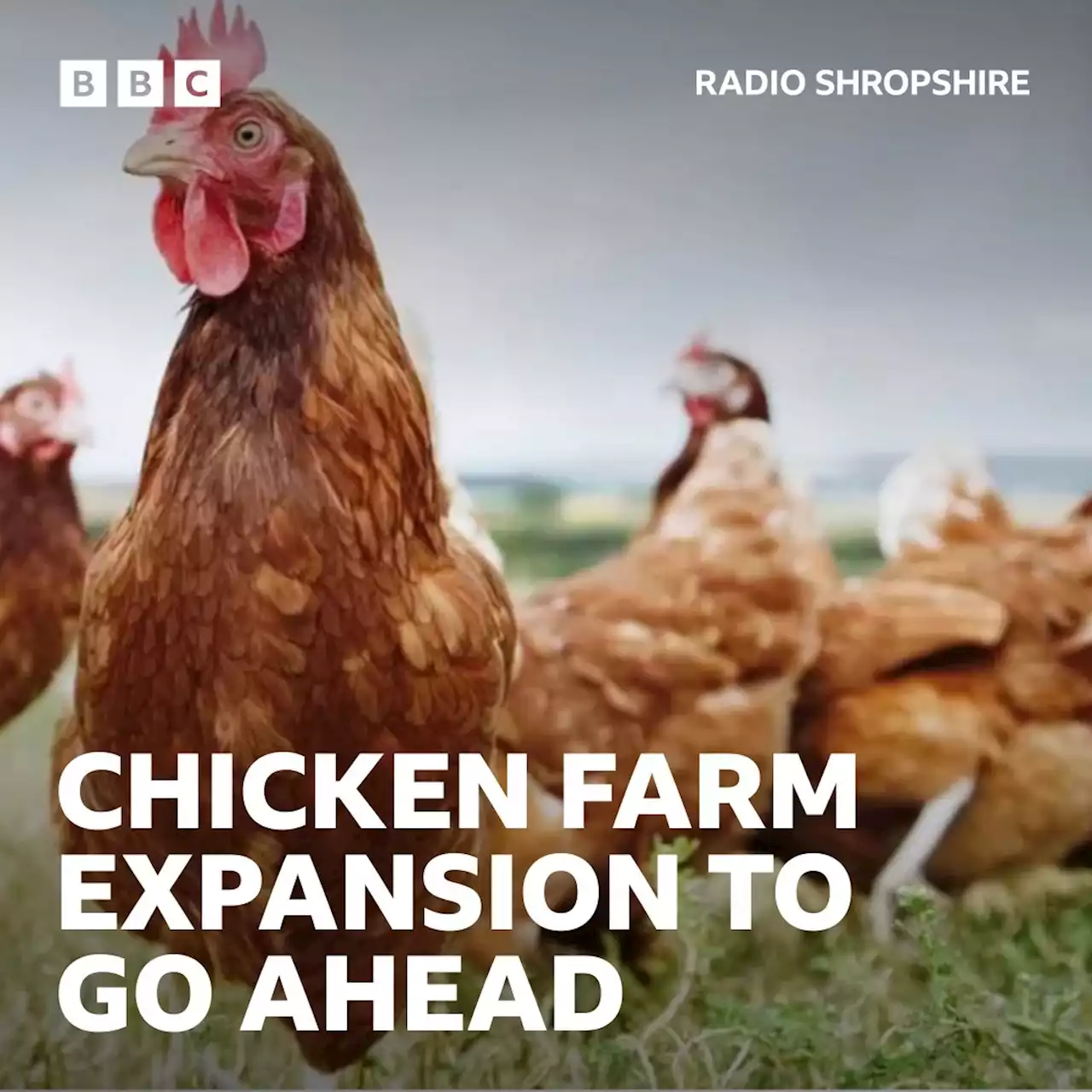 Shrewsbury chicken farm to triple in size despite manure worry