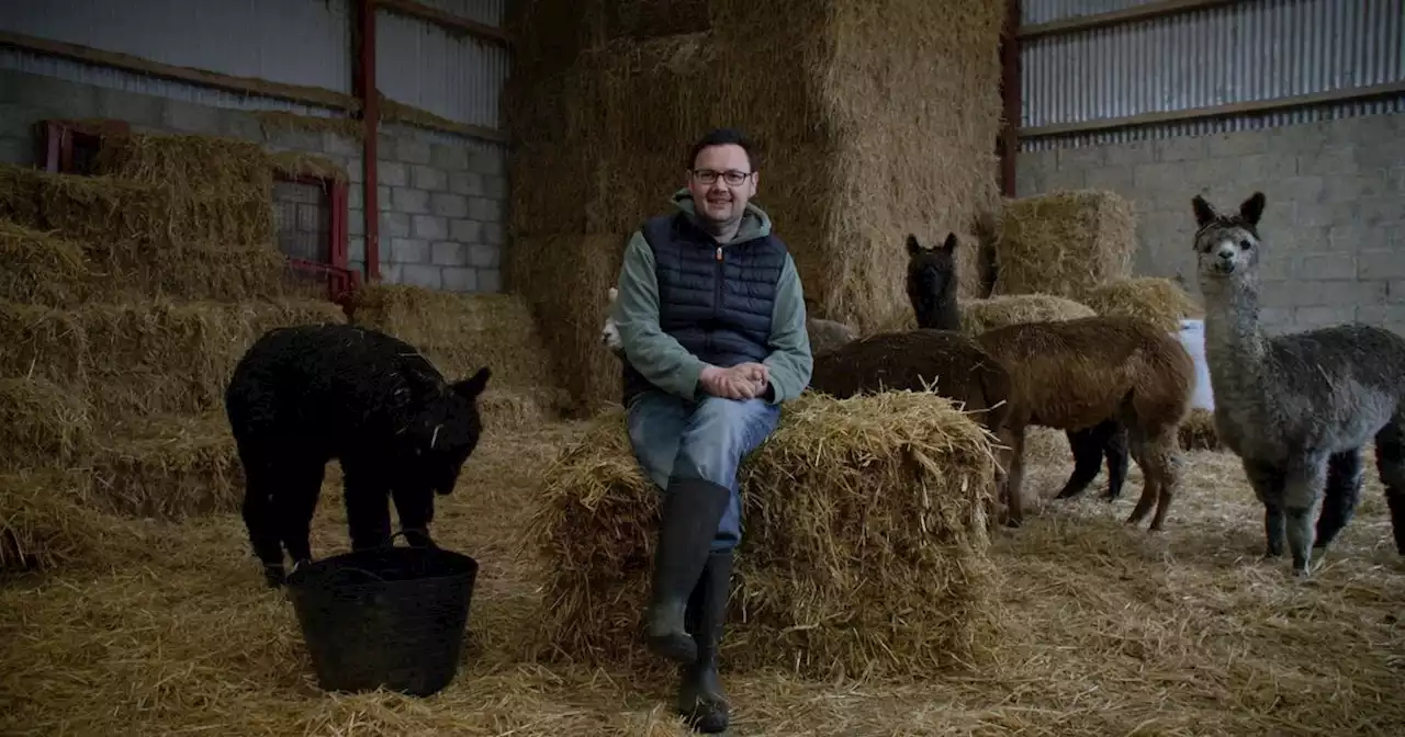 Meet the NI alpaca farmer standing for election