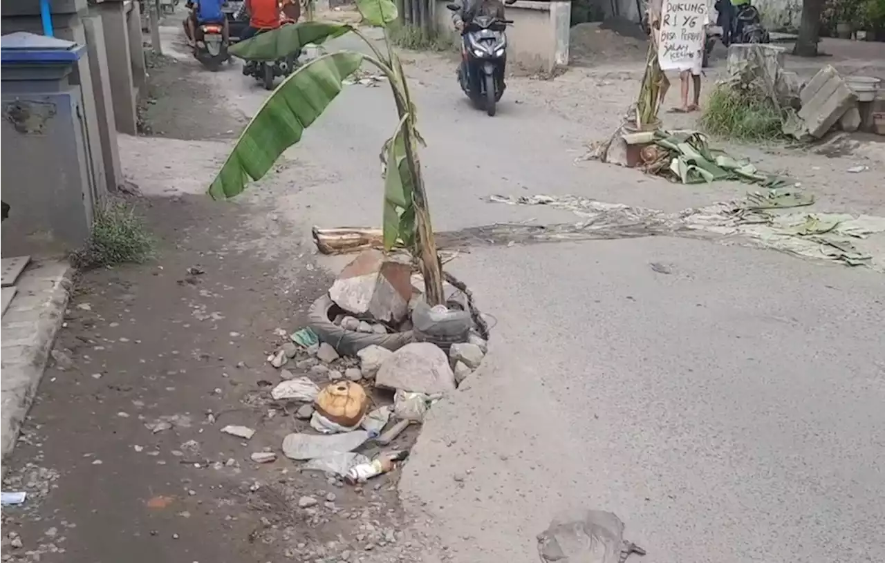 Kesal Tak Kunjung Diperbaiki, Warga di Sidoarjo Tanam Pohon Pisang di Jalan