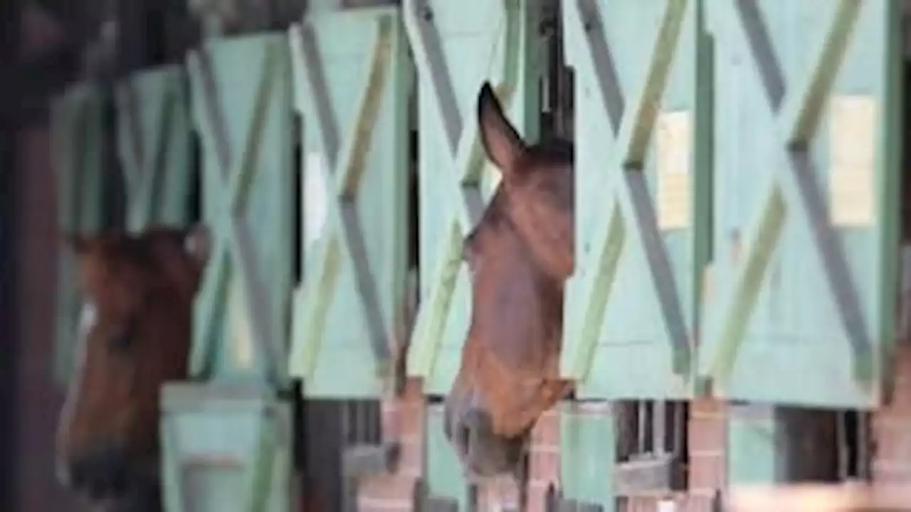 Normandie: le gérant d'un haras interdit à vie de détenir des chevaux pour maltraitance