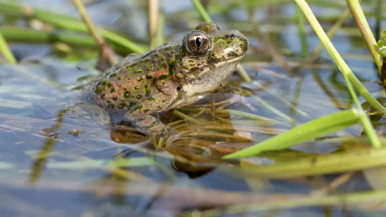 Savoie: le coassement des grenouilles d'une habitante fait intervenir les gendarmes