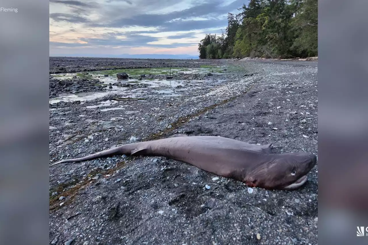 Video: 'Absolutely amazing' 10-foot shark washes up dead on B.C. shore