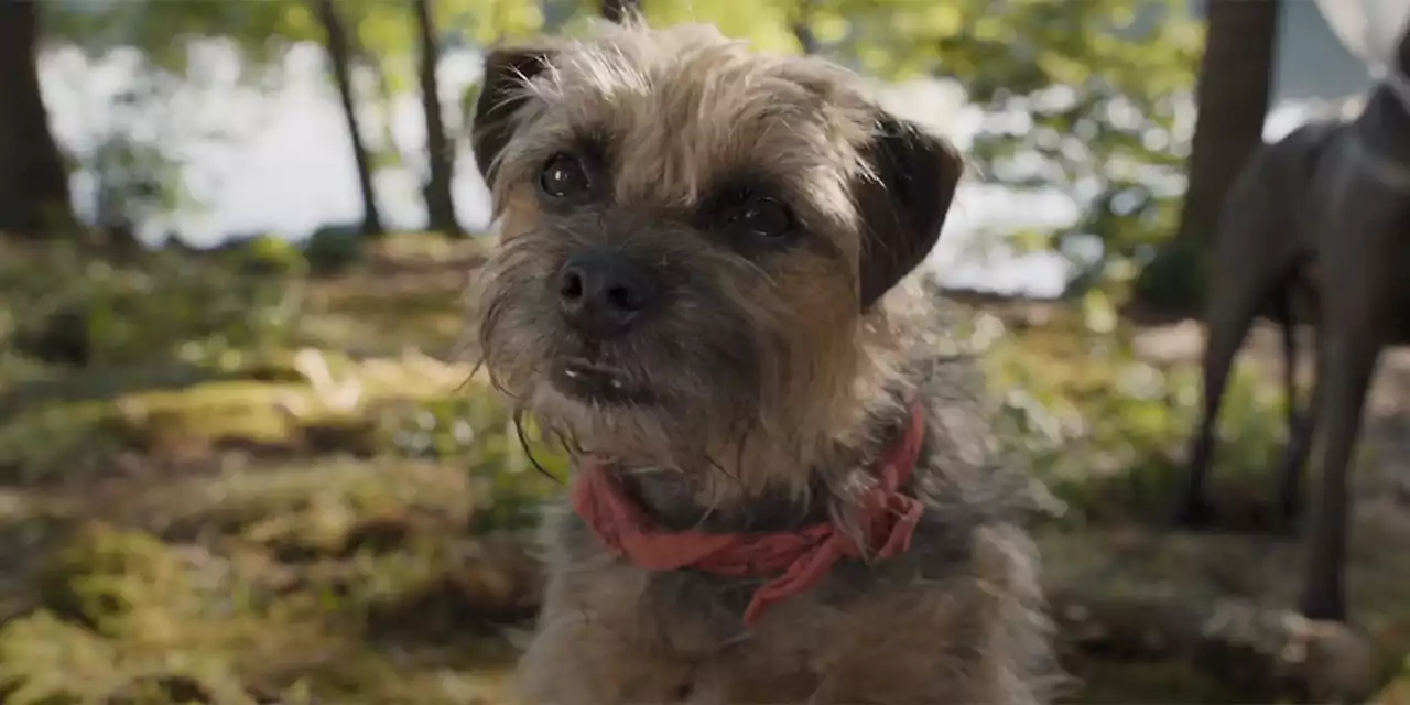 'Strays': Will Farrell-Led Canine Comedy Gets Bumped to End of Summer