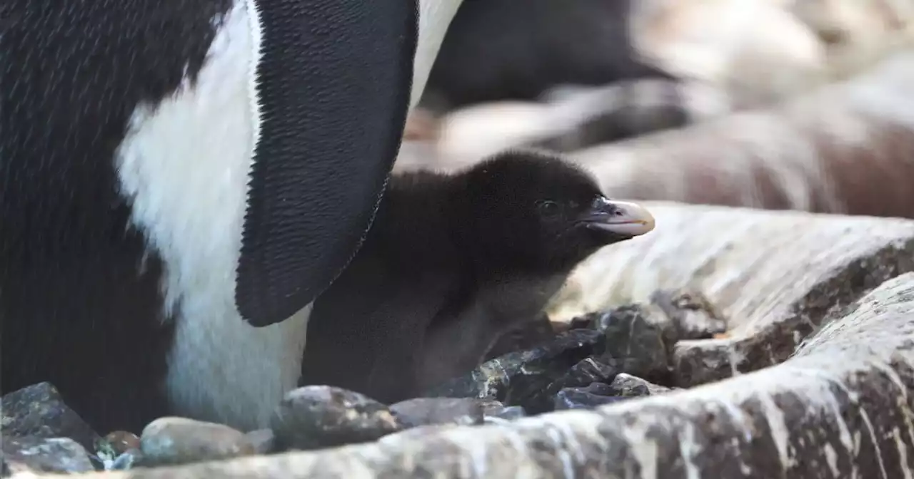 Edinburgh Zoo welcomes endangered penguin chick as first hatch of the year