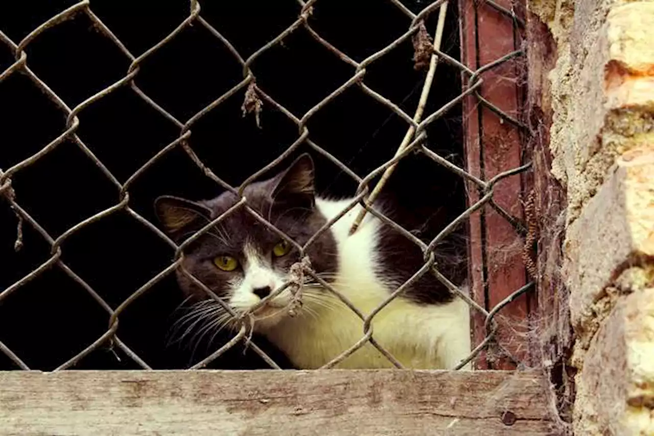 Estas son las razones por las que los gatos odian las puertas cerradas