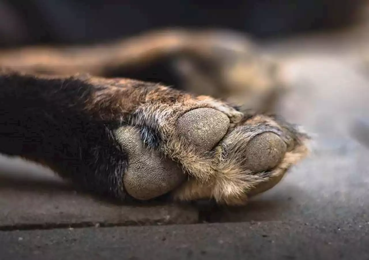 Indignación en Neiva por hombre que abandonó a un perro en plena vía pública