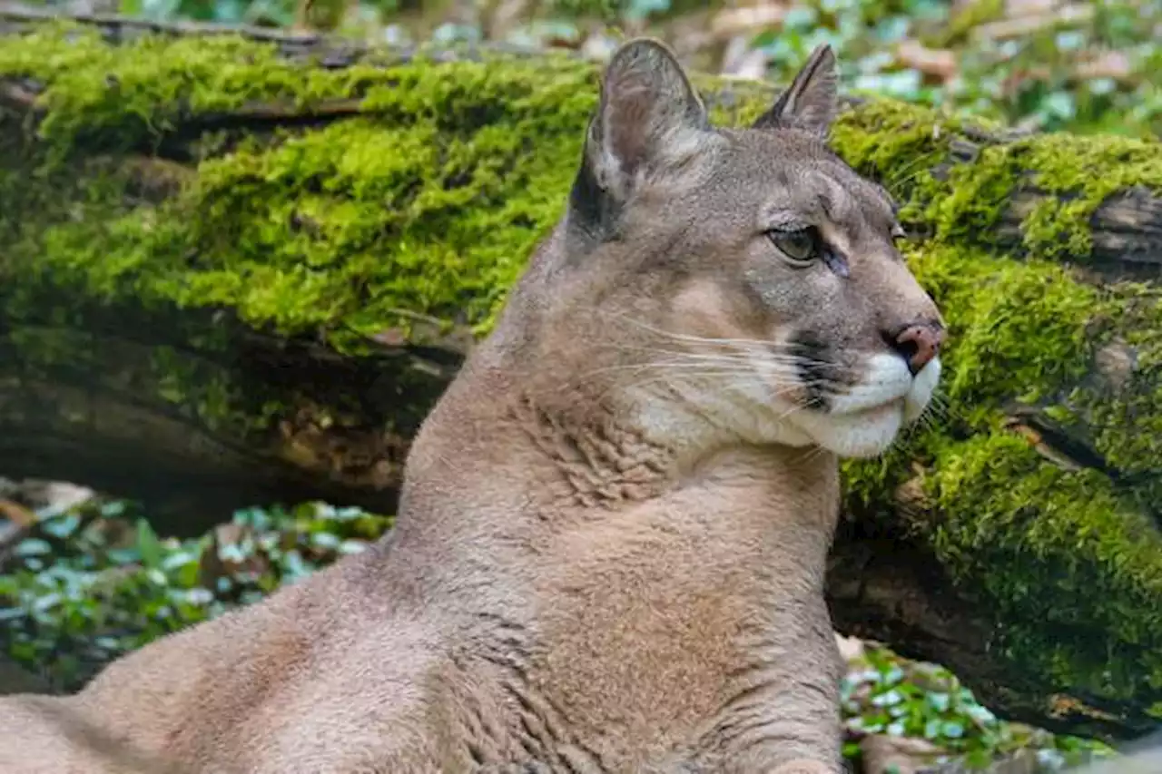 Desmienten presencia de puma en dos municipios de Santander