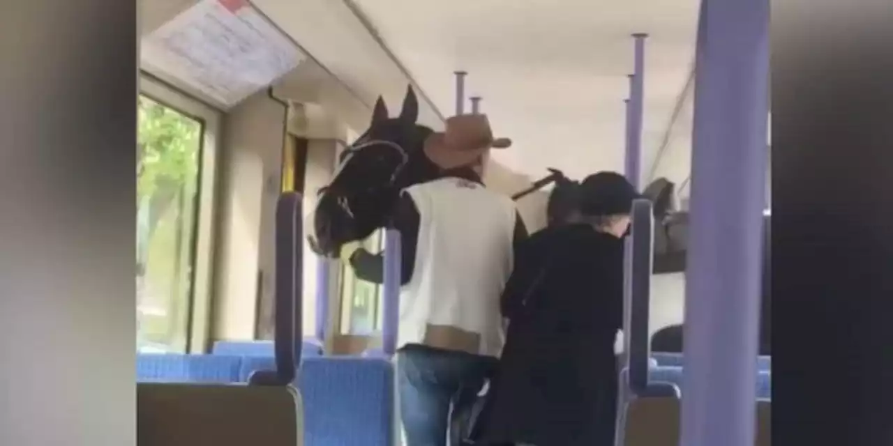 Plötzlich steht ein Mann mit Pferd in der Straßenbahn - Video