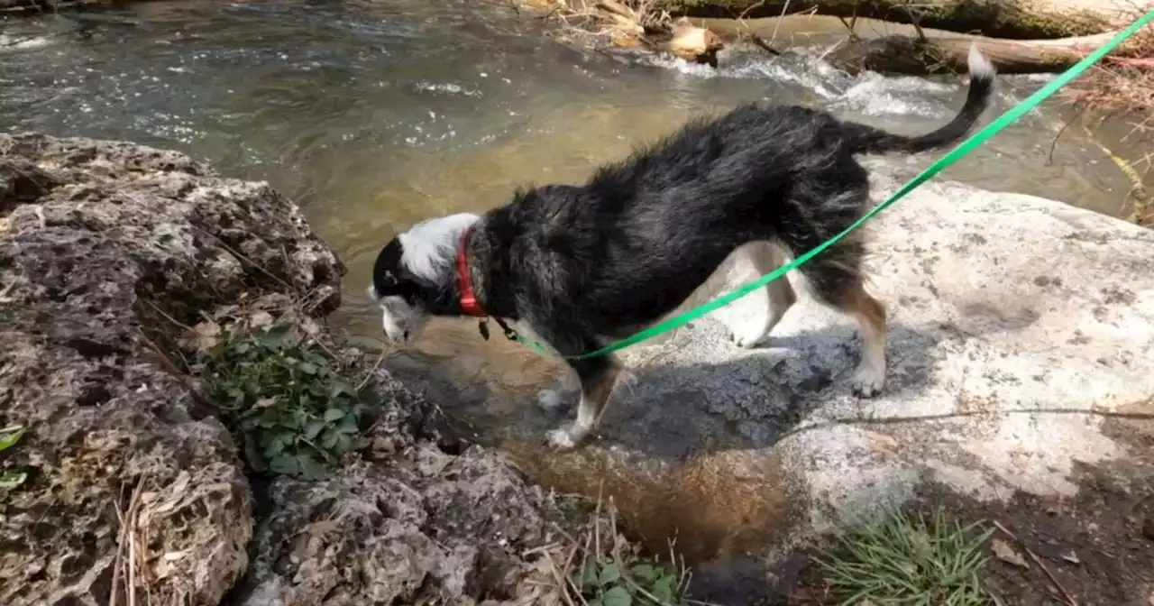 Extra caution, even lifejackets encouraged to keep pets safe from rushing water