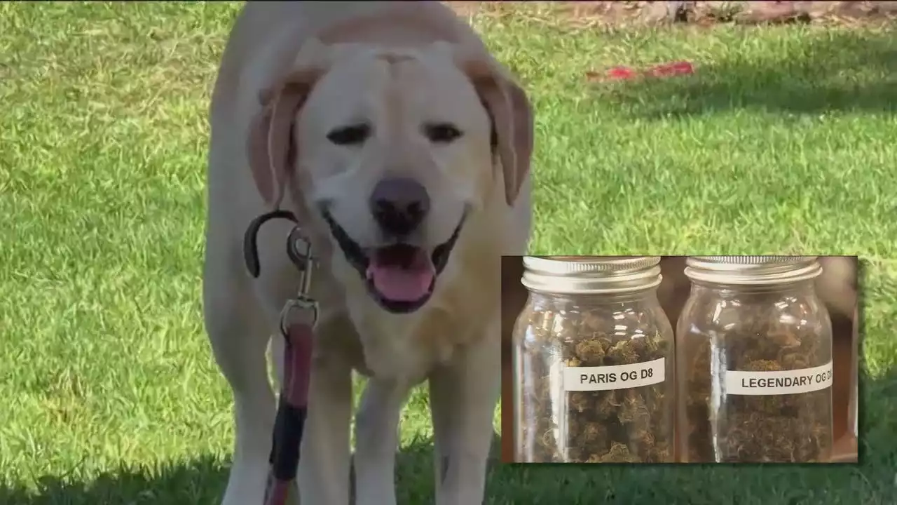 Recreational drugs make list of top toxins for pets for first time