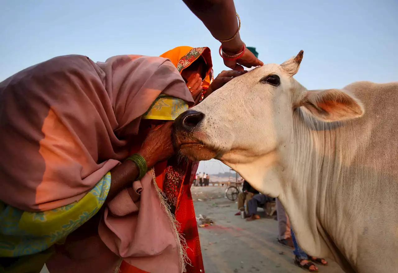 Dödsfall väcker rädsla för våldsam ko-aktivism i Indien