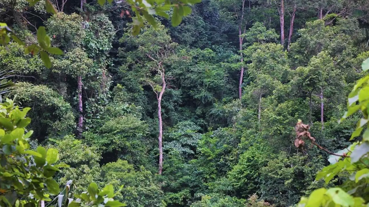 Birokrasi Rumit Masih Jadi Penghambat Penetapan Hutan Adat