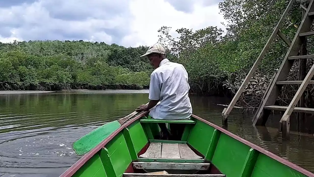 Mangrove Berperan Mewujudkan Nol Emisi Karbon